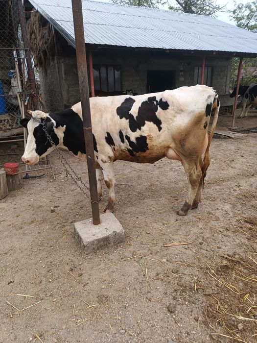 Vând vacă rasa Holstein