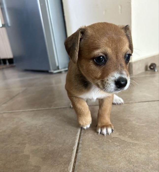 Подарявам малко кученце