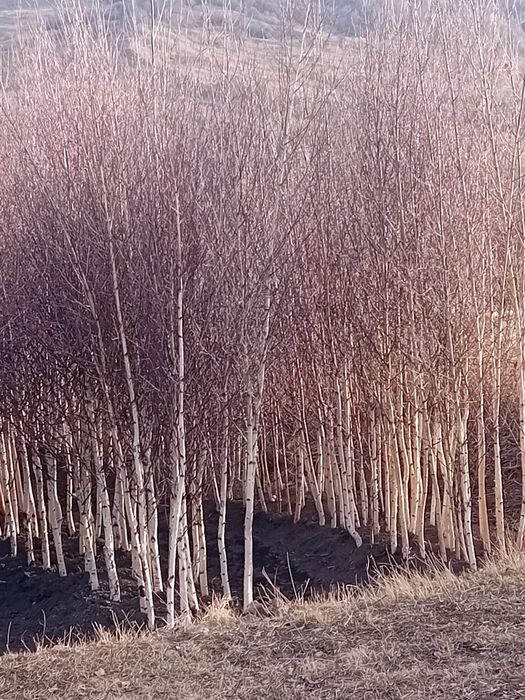 Vând mesteacăn alb ornamental
