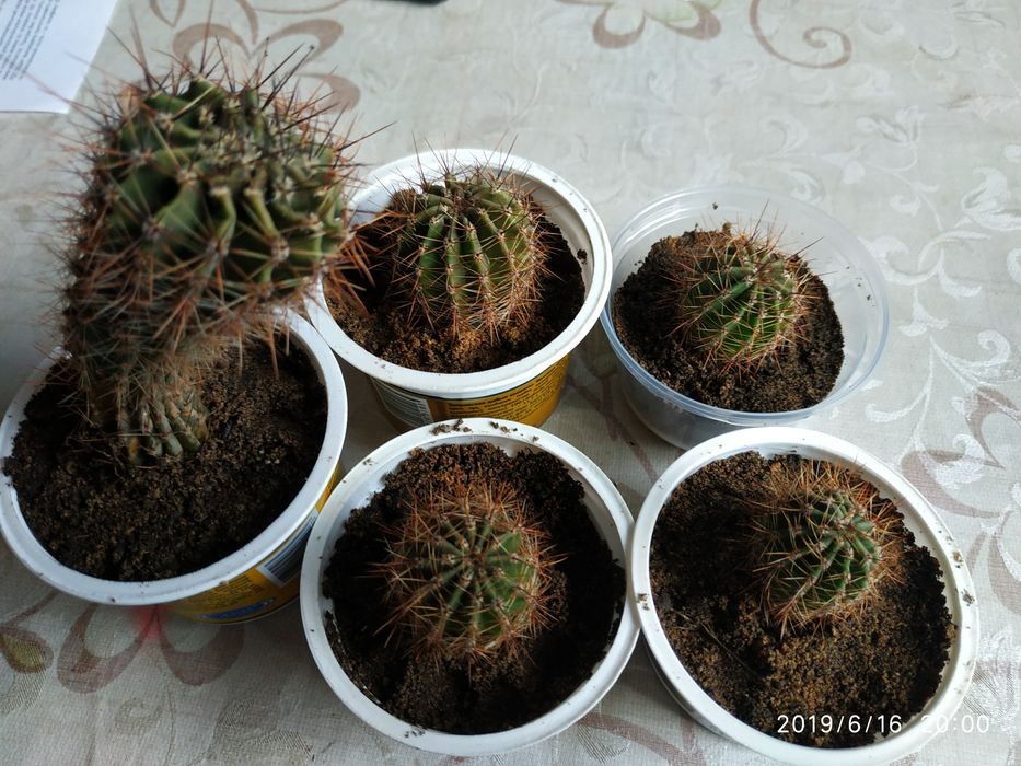 Кактусы маленькие