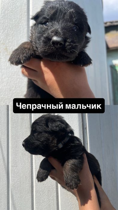 Щенки немецкой овчарки