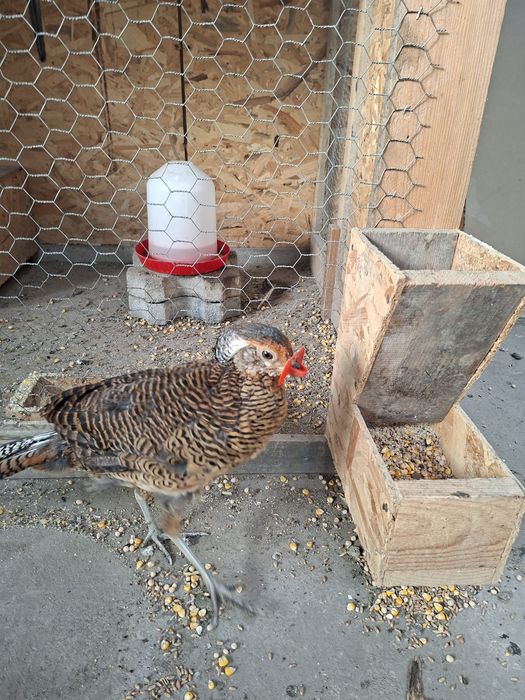 Fazani auriu pe rosu si diamant