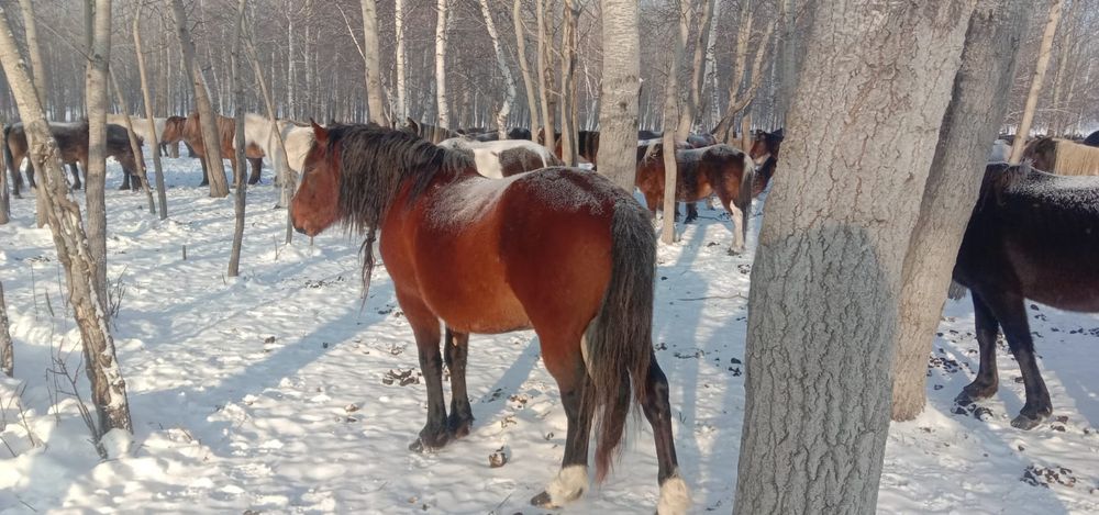 Продам Айғыр 6лет привозной обмена нет