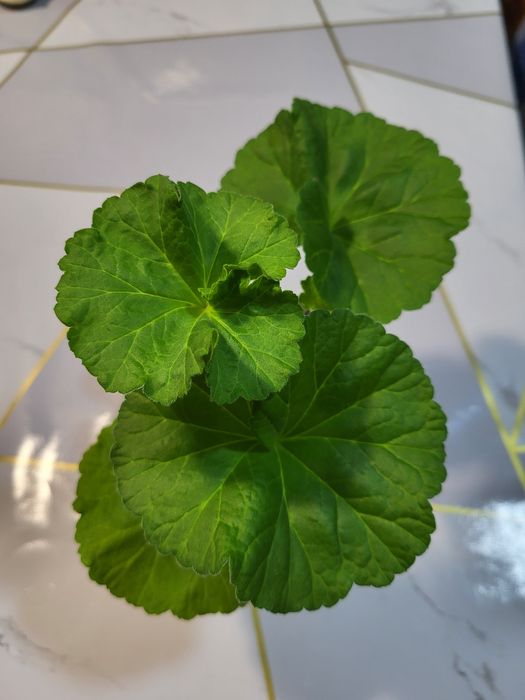 Пеларгония сортовая