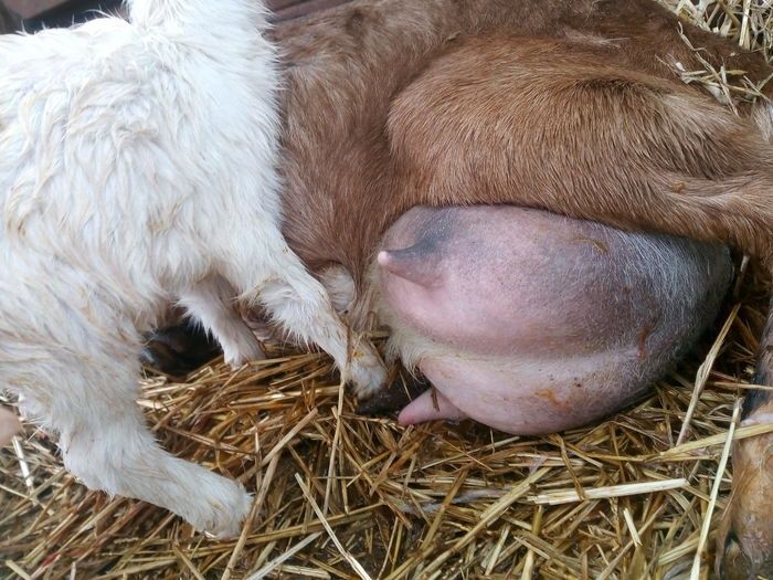 Iezi  din capre  de 4 litrii