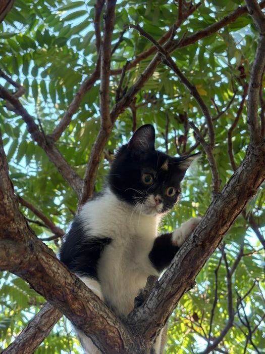 Котенок ищет свою семью