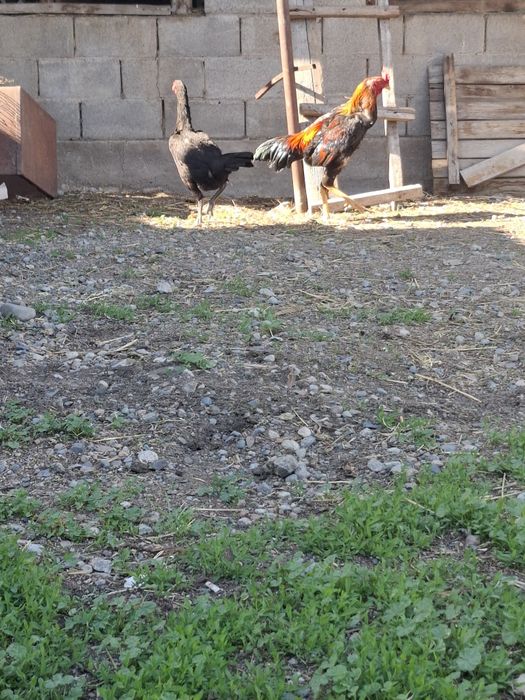 Продам петухов жужики