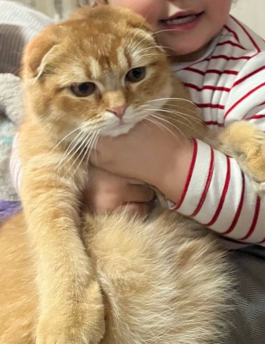 Золотая шиншила Скотш 1,5 года Мальчик