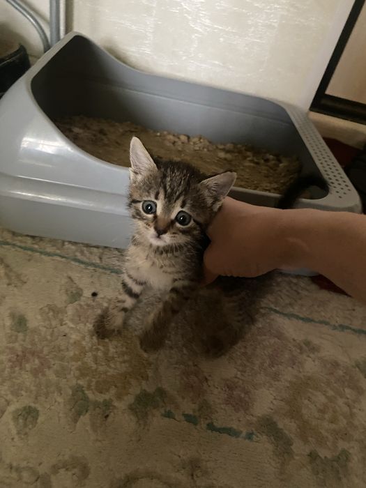 котята девочка ыдысымен бірге