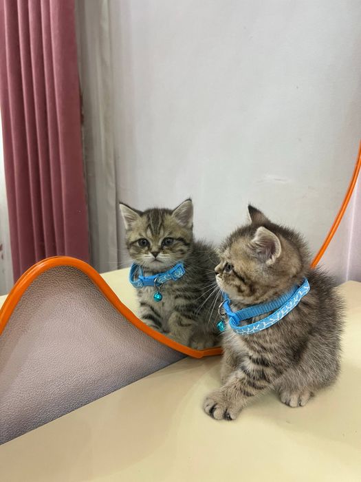 Продается котенок британский