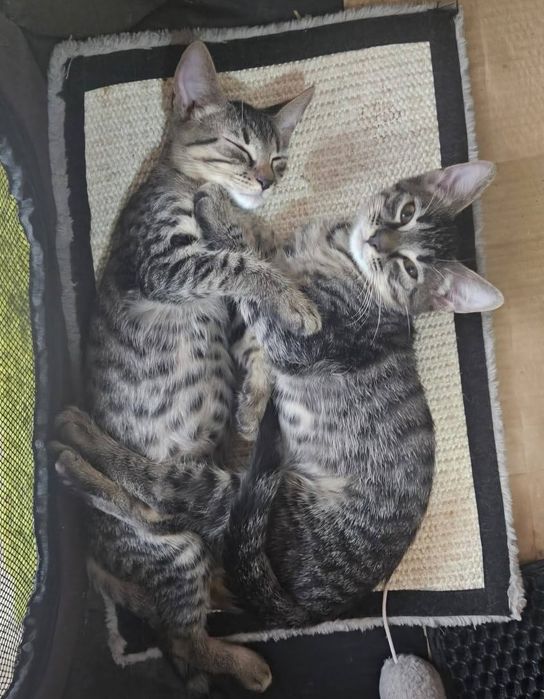 Motanei tigrati pentru adoptie responsabila