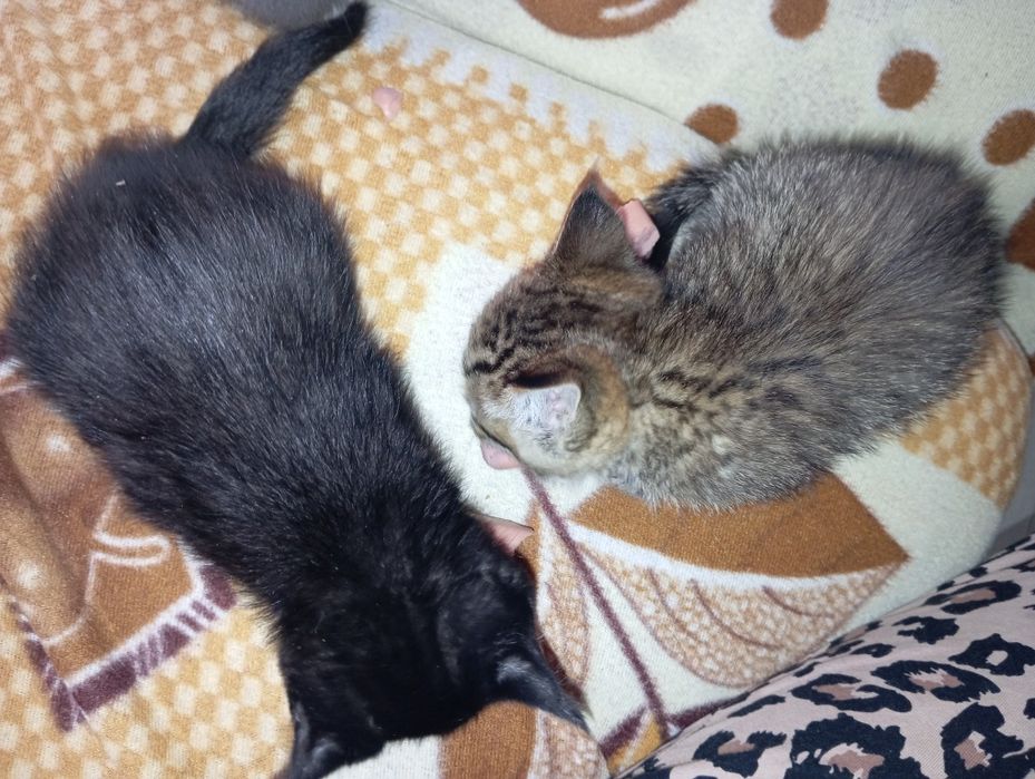 Отдам котят есть мальчики и девочки