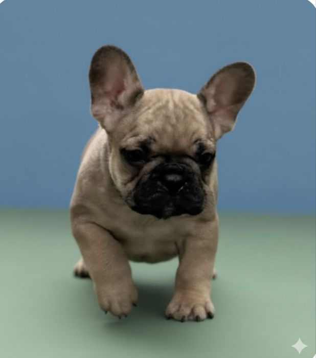 Шикарные девочки французкого бульдога