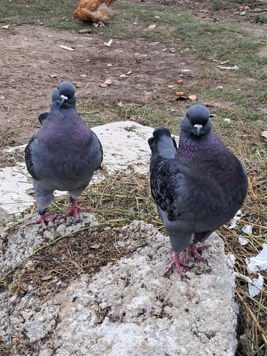 Porumbei rasă king ..