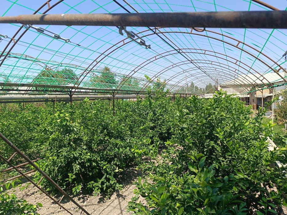 Uy sotiladi 12 sotik Yangi Ozbekiston bogiga 20 minutli yol