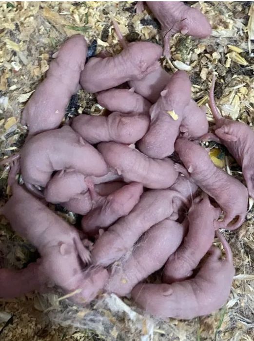 Кормовые мыши продаем