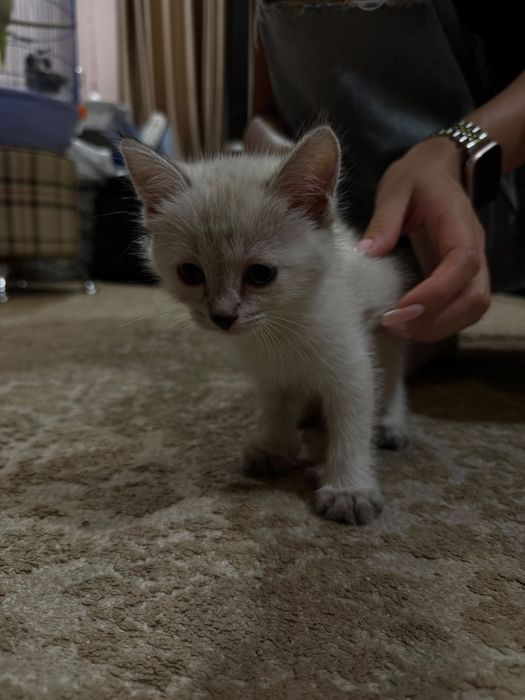 Отдам котят в хорошие руки