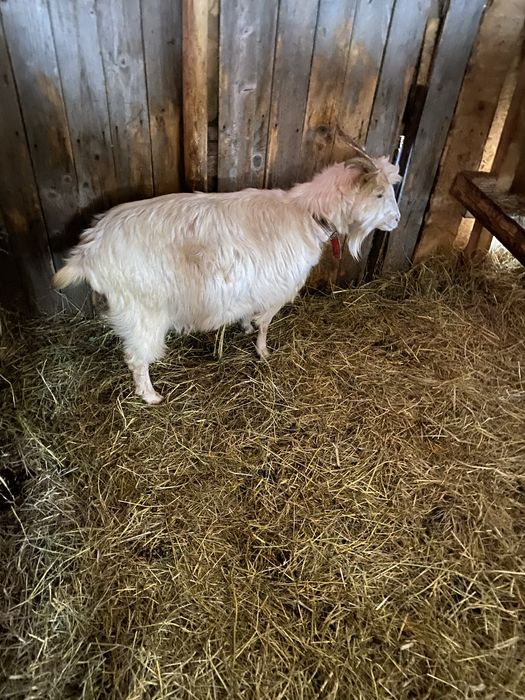 Vand doua capre romanesti si un tap murcian pret negociabil la telefon