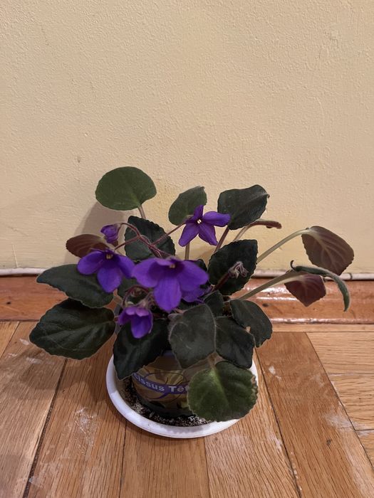 Теменужка в саксия (сентполия)