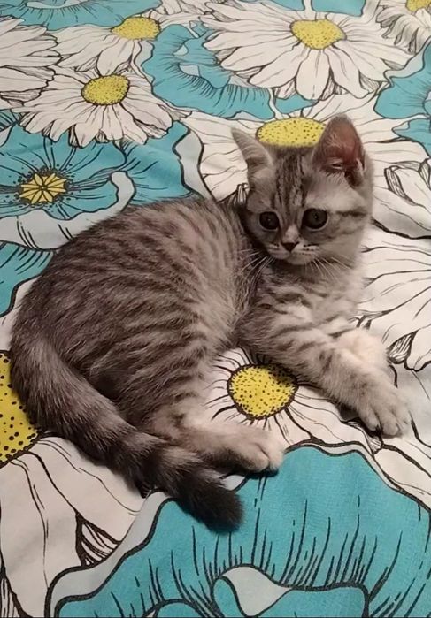 Девочка. Скоттиш страйт.