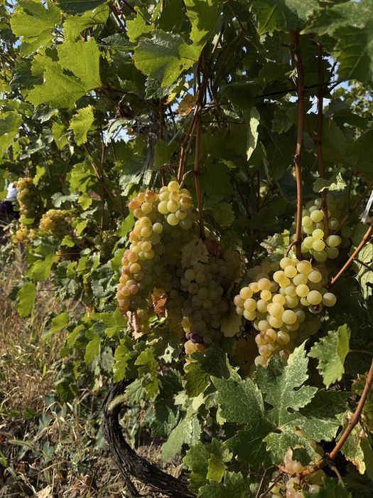 Vând struguri de vin