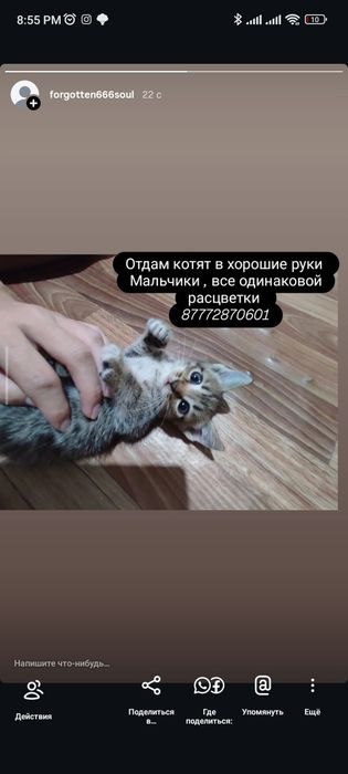 Котята бесплатно