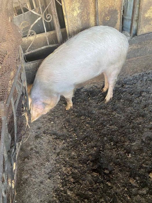 Женско прасе 60кг.