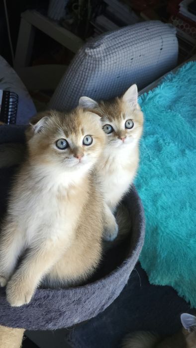 Британски котенца