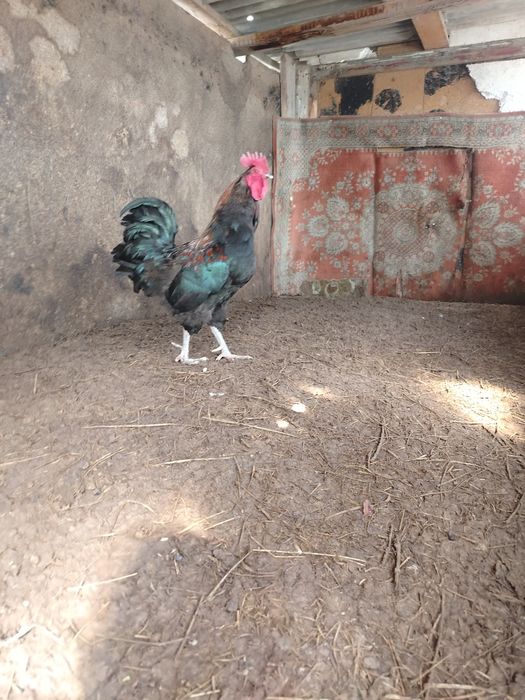 Продаю две петух