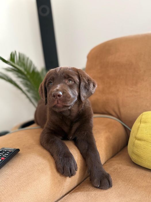 Labrador ciocolatiu Pedigree