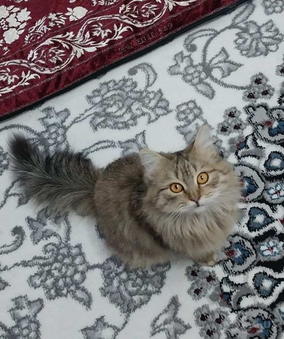 Aqilli mushuk   .