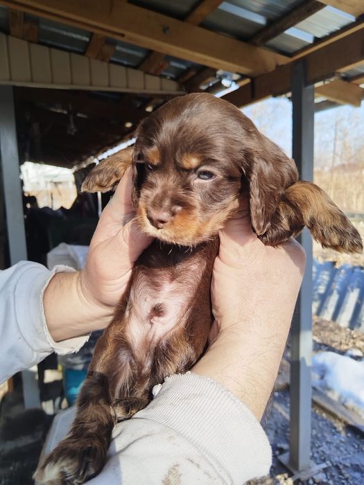 Продаётся очаровательный щенок кокер-спаниеля