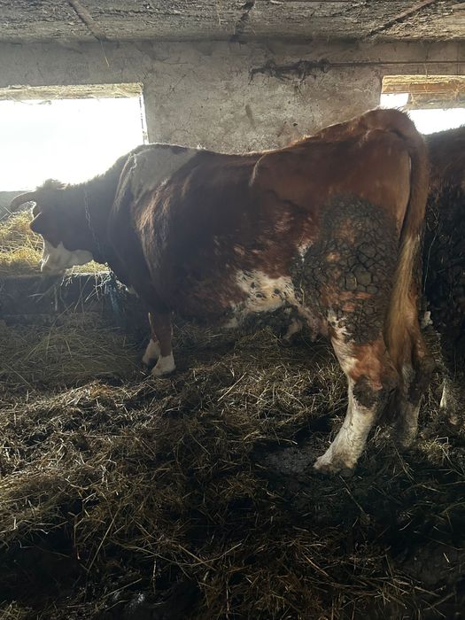 Vând vacă de 8 ani gestanta luna a 9 ni