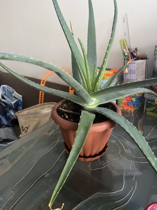 Продается лечебная Алоэ вера