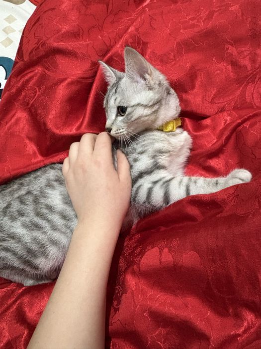 Отдам даром!!! дарим в любящих руках