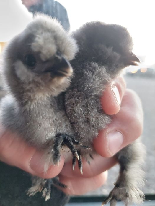 Mătase Japoneză  Albe și Colorate