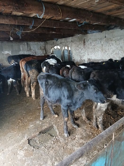 Vitei de vânzare preț de la 20 mil în sus