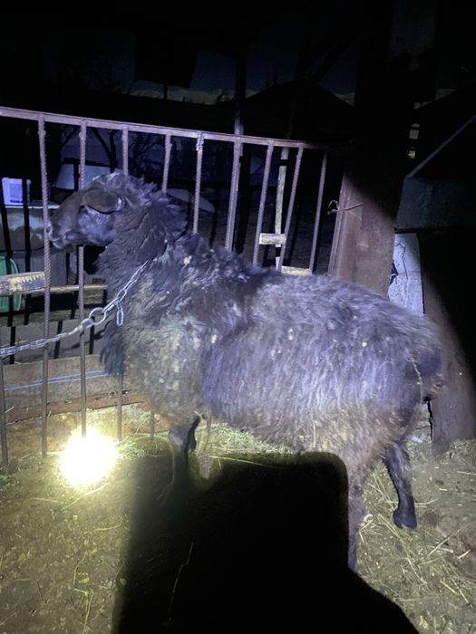 Пррдам барана  самца 4года.