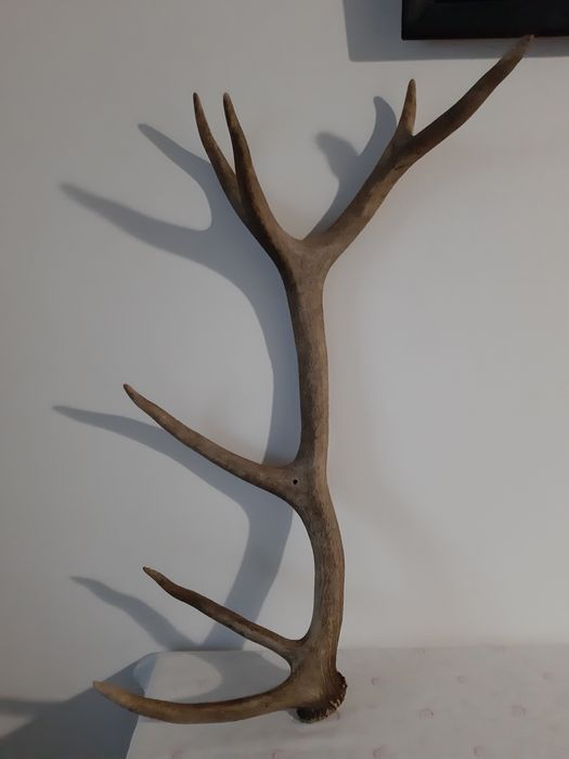 Еленови рога - различни размери