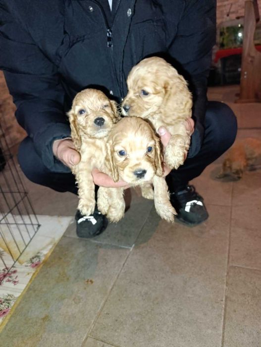 Свободни момичета си търсят стопани