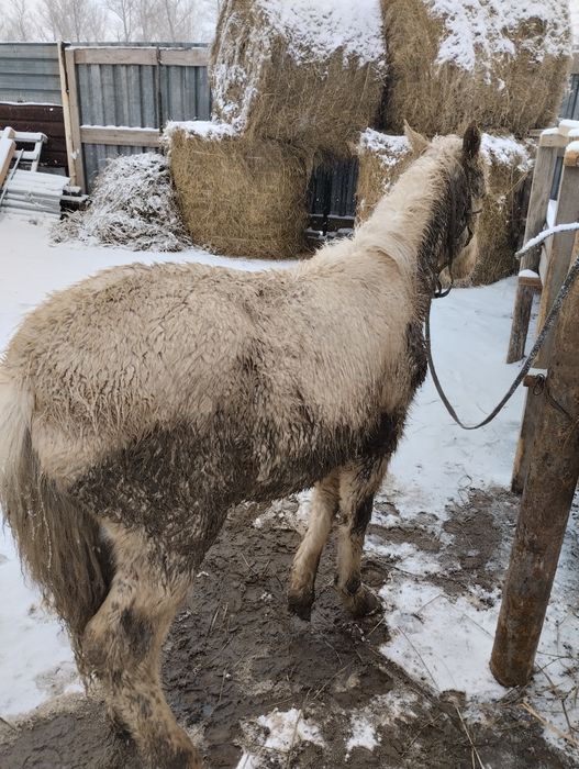 Продам жабағы на откорме