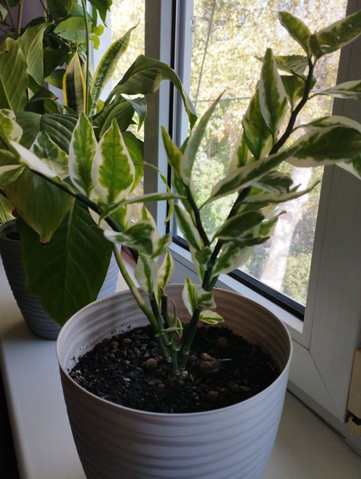 Продам цветы комнатные