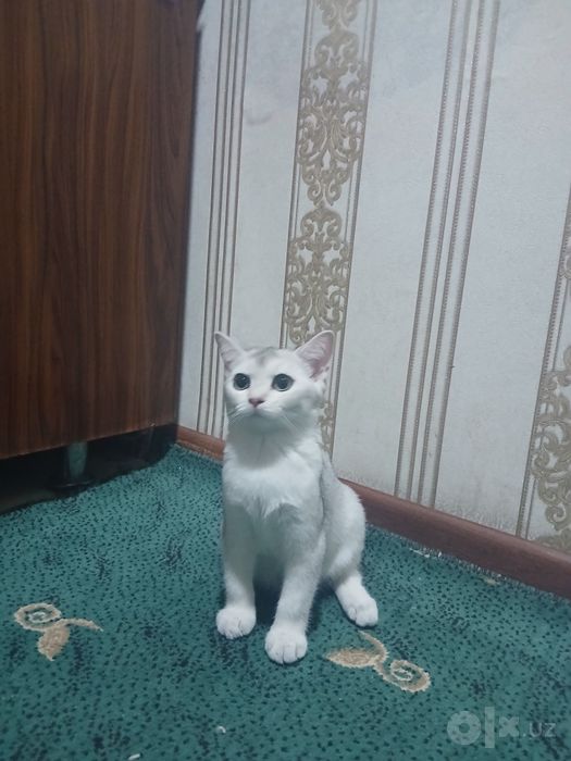 Шиншилла мушук тоза кон