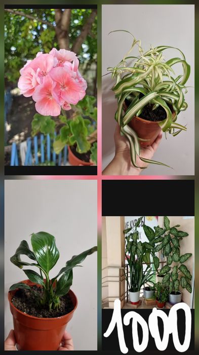 Растения, цветы,саженцы