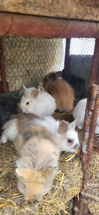 Iepuri cap se leu pitic