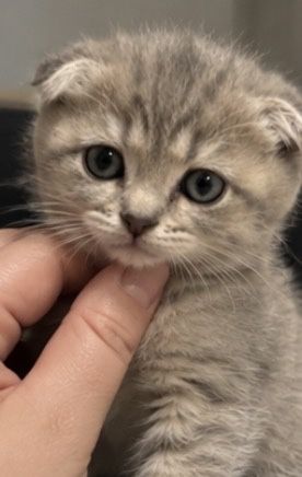 Вислоухие котята