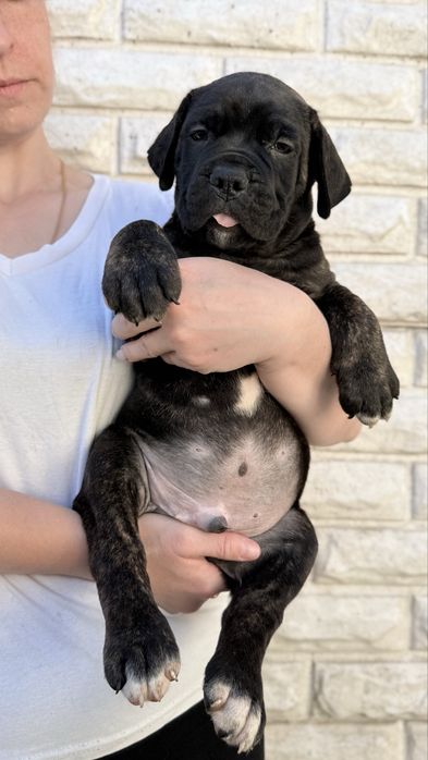 Italian Cane Corso