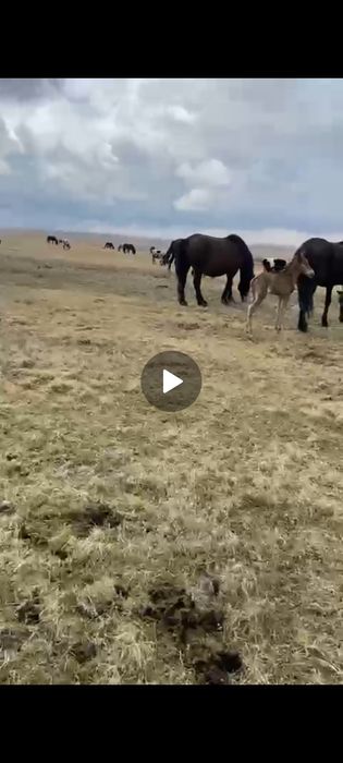 Продам новоалтайских кабыл