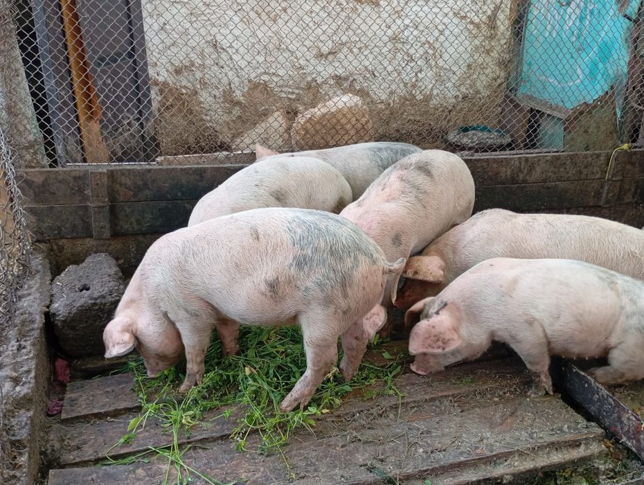 продаются поросята