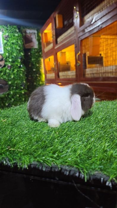 Kota bomidigon karlik quyonchalar